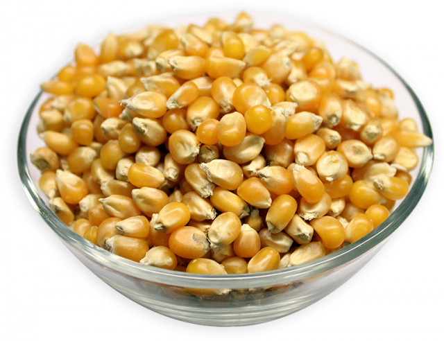 buy popcorn (raw corn) seeds in bulk